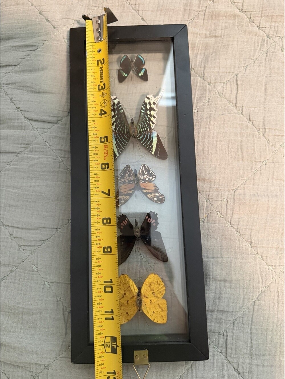 Butterfly Display - Picture 8 of 10